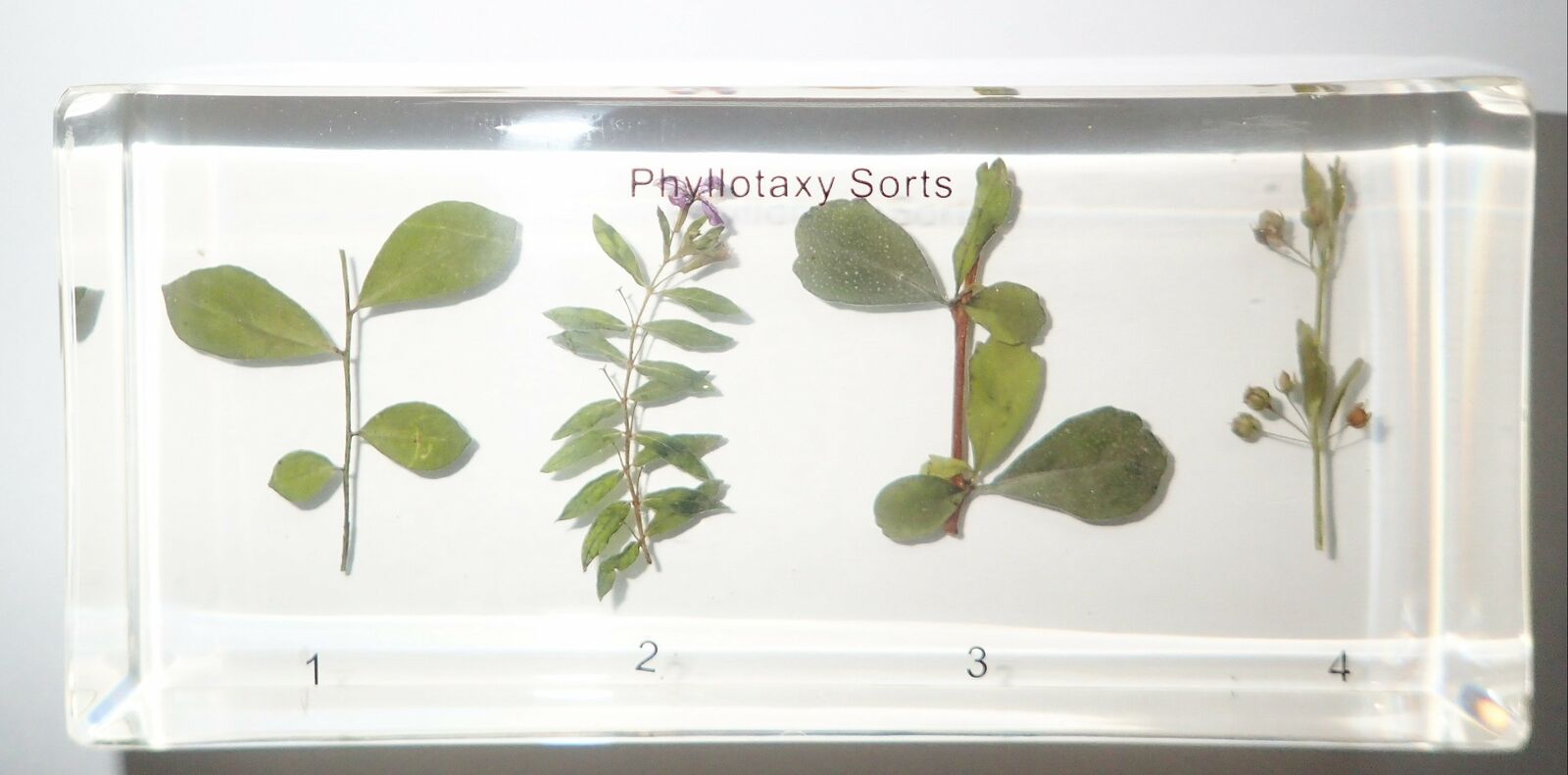 4 Types Of Leaf Phyllotaxy Set In Clear Block Education Plant Specimen